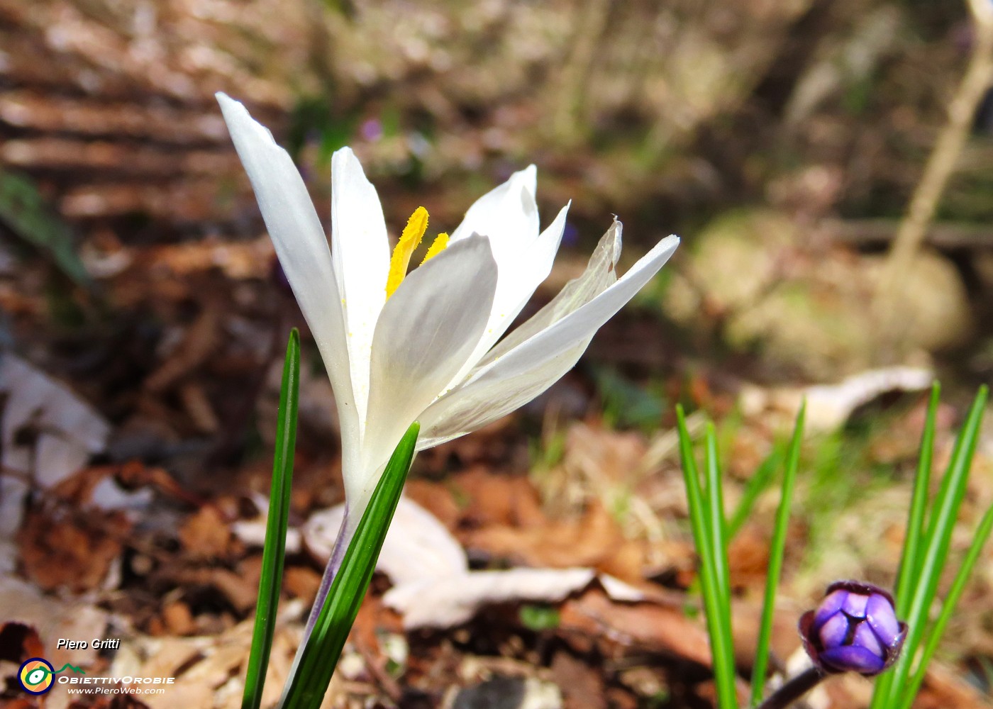 47 Crocus vernus - Zafferano maggiore.JPG